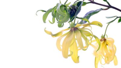 Rahasia Sehat dan Cantik dengan Infus Bunga Kenanga