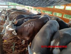 Karantina Jawa Timur Pastikan Hewan Qurban Yang Dilalulintaskan Sehat