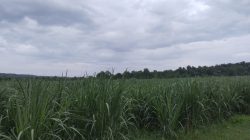 Dugaan Tumpang Tindih Pengelolaan Hutan di Situbondo Jadi Sorotan Publik