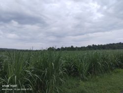 Dugaan Tumpang Tindih Pengelolaan Hutan di Situbondo Jadi Sorotan Publik